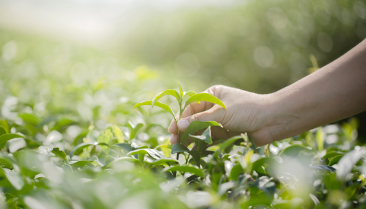 How does 1,500 meters of altitude change the soul of a tea leaf?