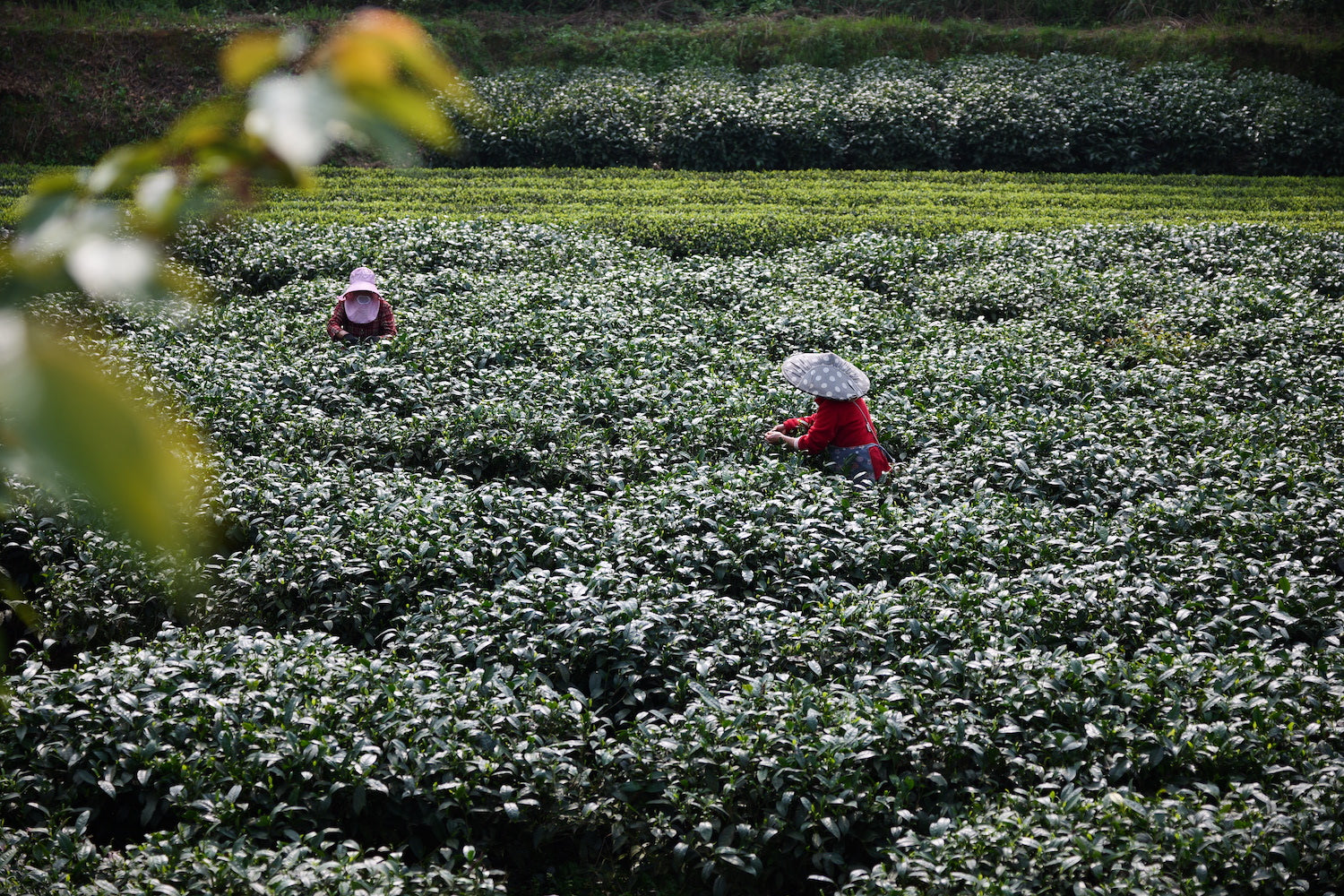 Chuck Tea What happens to tea leaves at 5,000 feet, and why high altitude tea ta ...