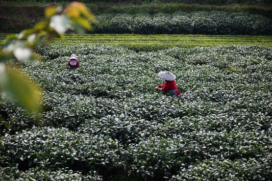 What happens to tea leaves at 5,000 feet, and why high altitude tea tastes better naturally?