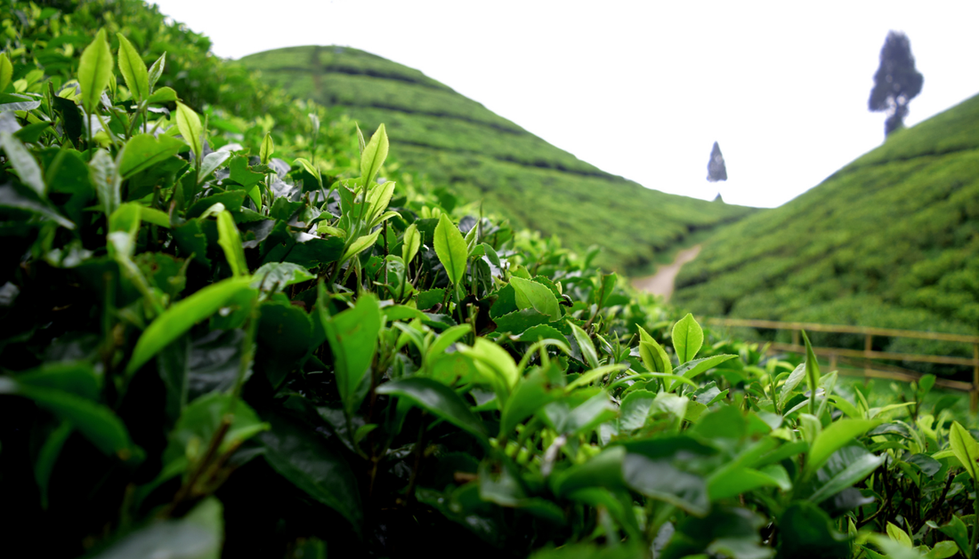 What’s the difference between Jiu Dao Cui and regular green tea?