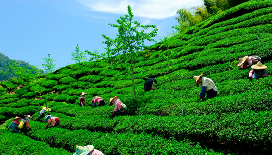 Tired of bitter tea? Why organic loose leaf green tea from high altitudes tastes sweeter?